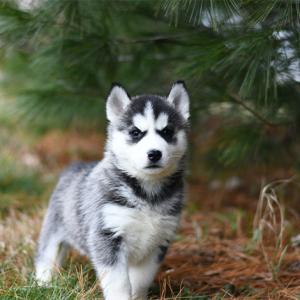 Peut-on venir accompagné de son chien ?